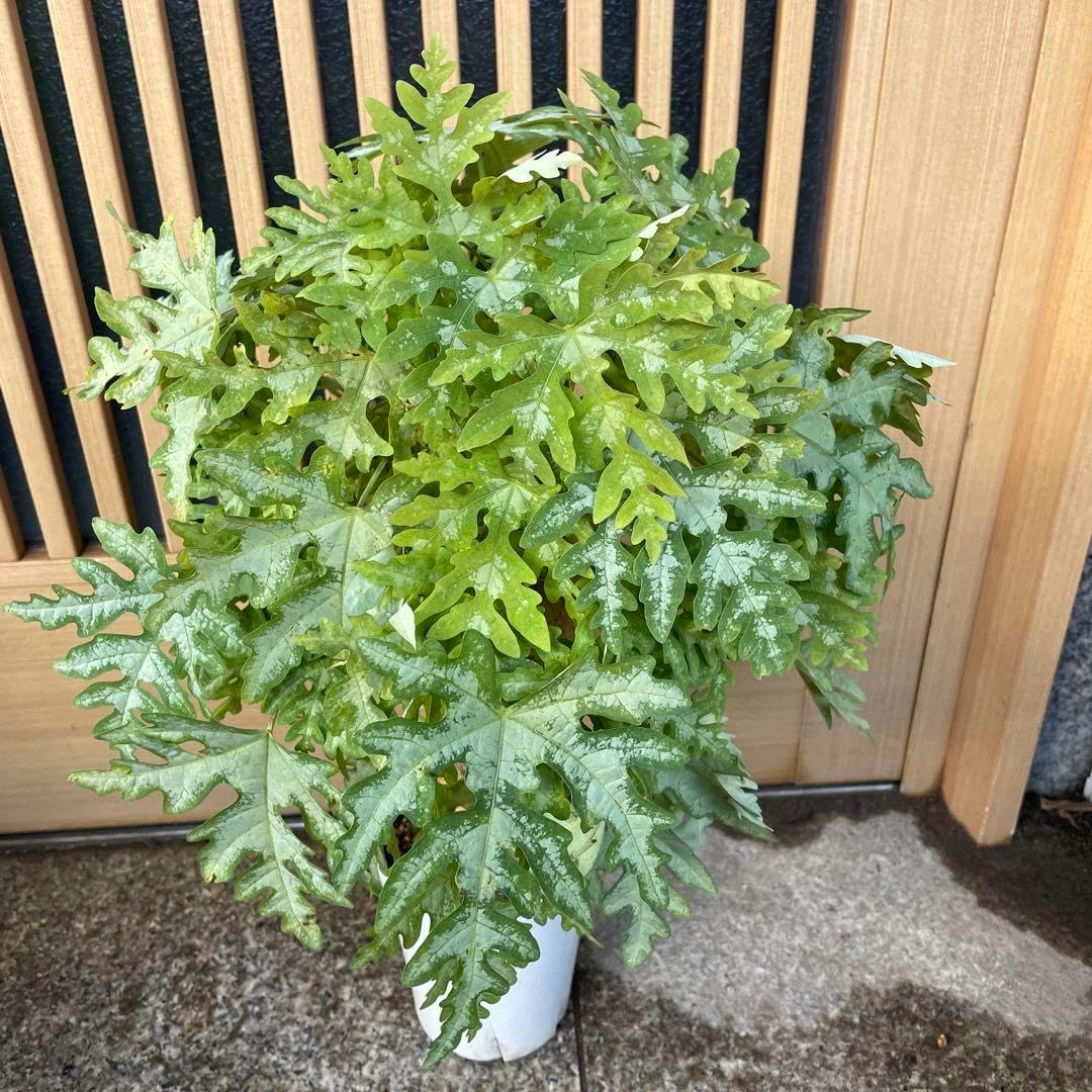 現品］ドラセナ 紅光 コルディリネ 8号 観葉植物 室内 大型 おしゃれ